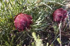 Protea pudens
