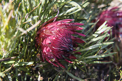 Protea pudens