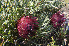 Protea pudens