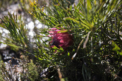Protea pudens