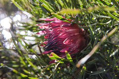 Protea pudens