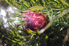 Protea pudens