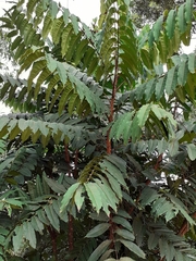 Zanthoxylum gilletii