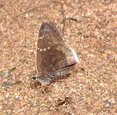 Cogia caicus