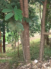 Zanthoxylum gilletii