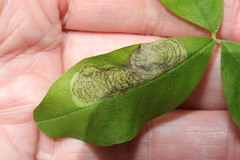Leucoptera laburnella