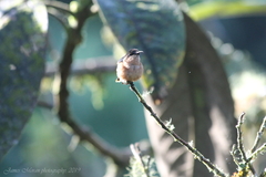 Chaetocercus heliodor