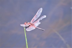 Celithemis bertha