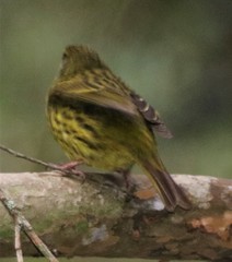 Crithagra scotops umbrosa