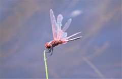 Celithemis bertha