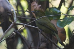 Antilophia galeata