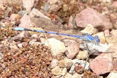 Argia munda
