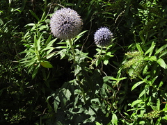 Echinops bannaticus