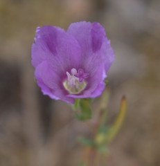 Clarkia purpurea viminea