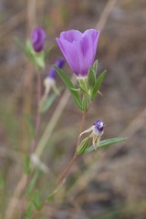 Clarkia purpurea viminea