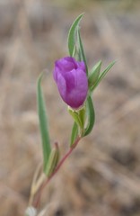 Clarkia purpurea viminea