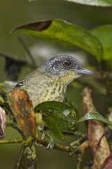 Dysithamnus stictothorax