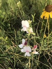 Tephrosia onobrychoides