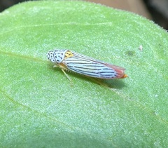 Graphocephala aurora
