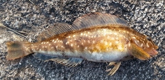 Hexagrammos stelleri