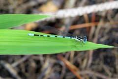 Argia bipunctulata