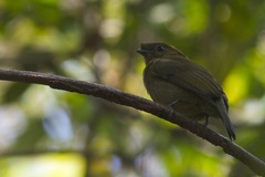 Antilophia galeata