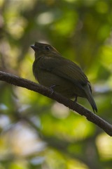 Antilophia galeata