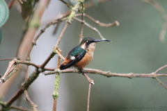 Chaetocercus heliodor