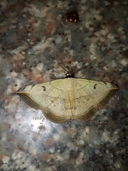 Entomogramma mediocris