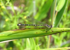 Argia bipunctulata