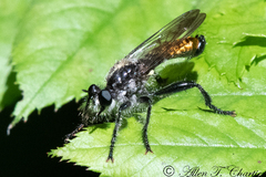 Laphria index