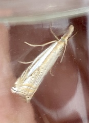 Crambus saltuellus