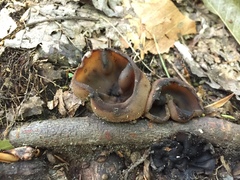 Peziza atrovinosa