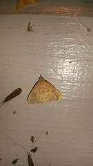 Zanclognatha marcidilinea