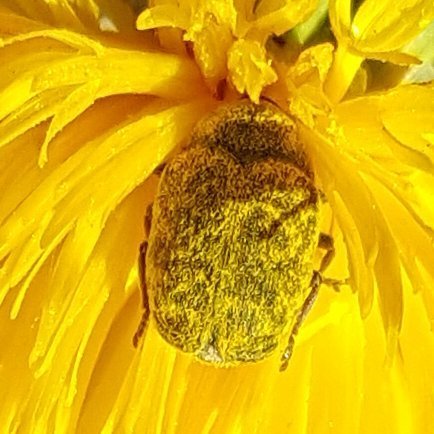 Yellow Starthistle Flower Weevil photo 5
