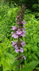 Stachys palustris