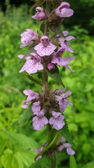 Stachys palustris