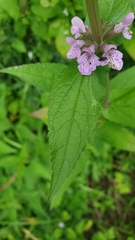 Stachys palustris