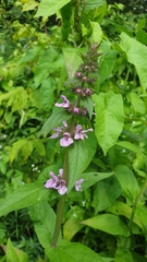 Stachys palustris