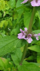 Stachys palustris