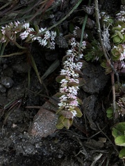 Illecebrum verticillatum