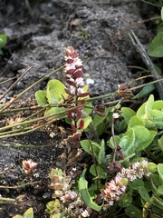 Illecebrum verticillatum