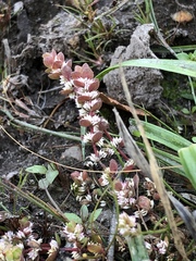 Illecebrum verticillatum