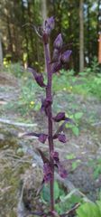 Epipactis purpurata
