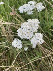 Achillea millefolium