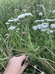Achillea millefolium