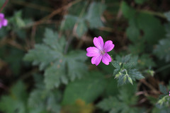 Geranium × oxonianum