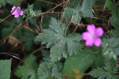 Geranium × oxonianum