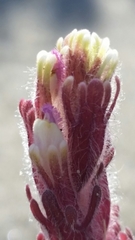 Castilleja exserta latifolia