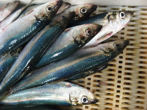 Atlantic Herring